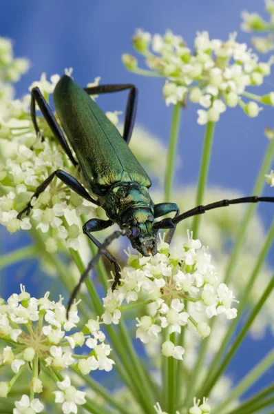 Escarabajo sentado en la flor . —  Fotos de Stock