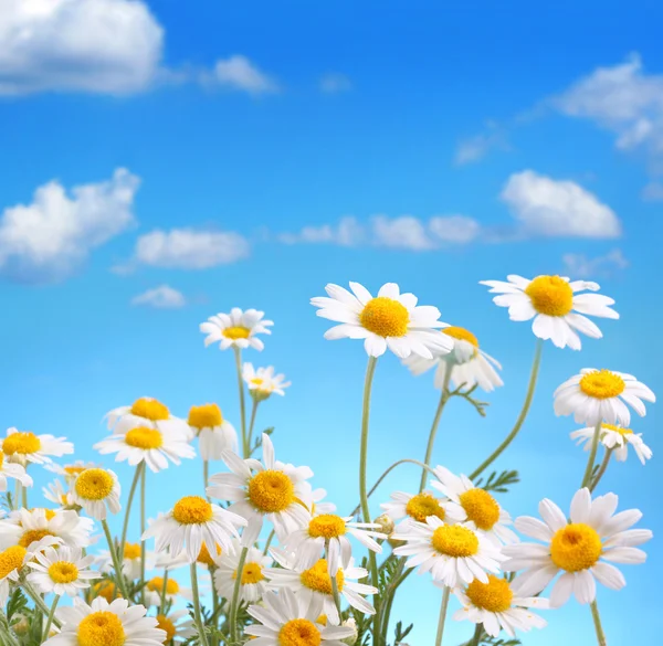 Gänseblümchen auf blauem Himmel Hintergrund — Stockfoto