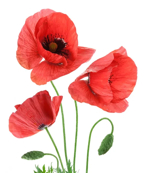Beautiful red poppies isolated on a white background. — Stock Photo, Image