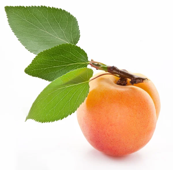 Apricot with leaf on a white background. — Stock Photo, Image