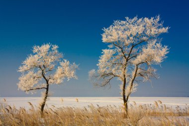 Harika ağaçlar in Rime'ı ile kaplı