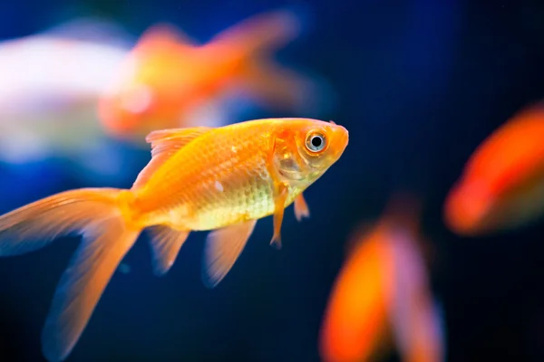 수족관에 있는 물고기 — 스톡 사진