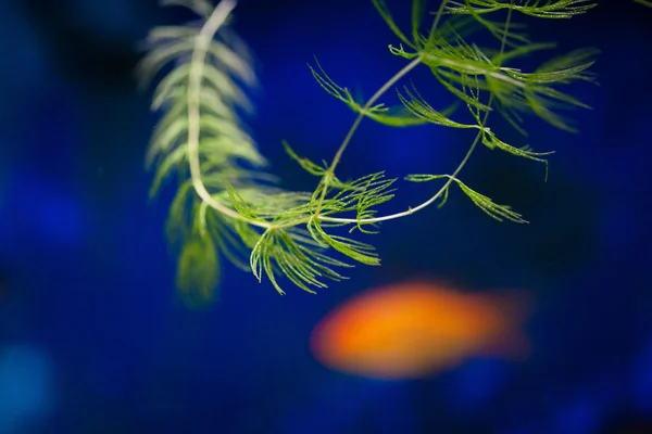 Akvaryumda balık — Stok fotoğraf