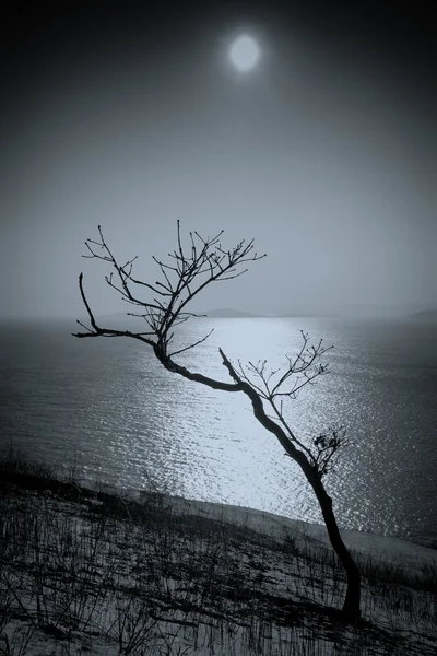 Одиноке дерево — стокове фото