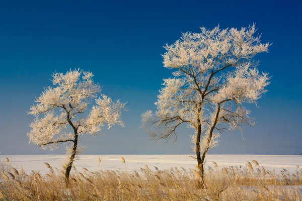 Wonderful trees covered with rime — Stock Photo, Image