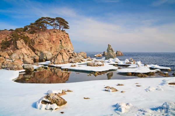 Landschaft mit einem Spiegelbild des wachsenden Baumes im Meer von s — Stockfoto