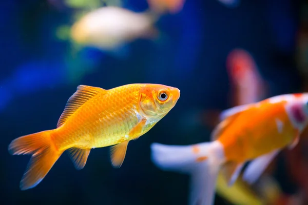 Vissen in een aquarium Stockafbeelding