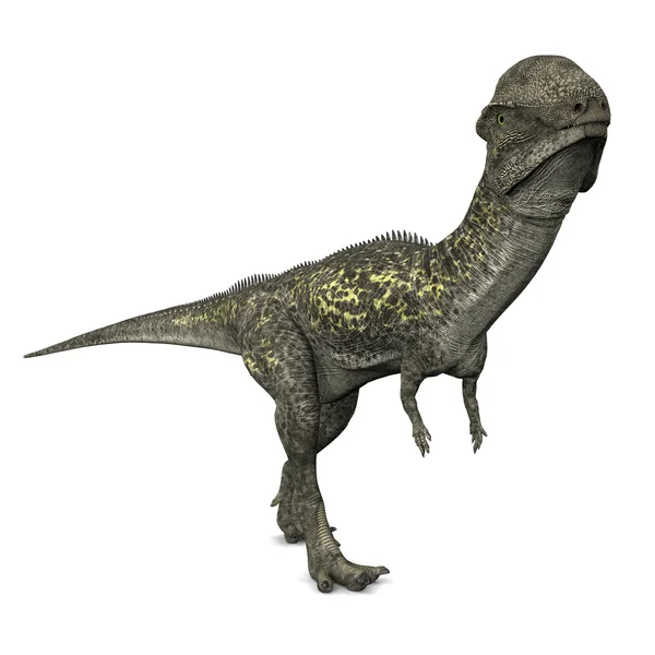 Стегоцерас, динозавр — стоковое фото