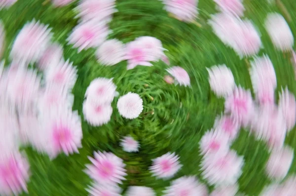 Fleur vortex — Photo