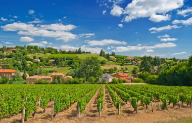 Vineyard in Beaujolais region, France clipart