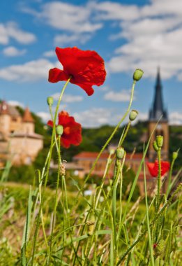 Poppies, beaujolais, Fransa