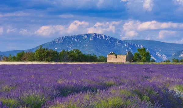 Tarde ventosa em Provence — Fotografia de Stock