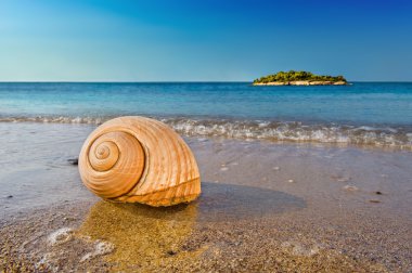 Seashell on calm Mediterranean beach clipart