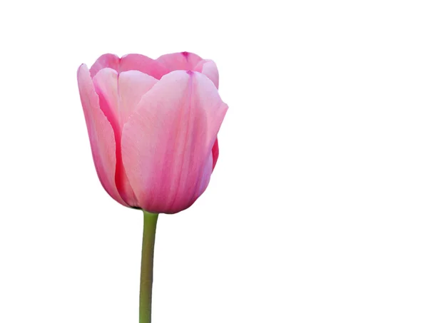 stock image Pink tulip on white background