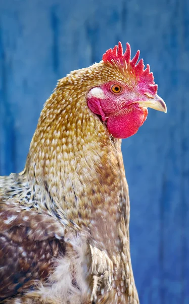 Курица против голубой деревянной стены — стоковое фото