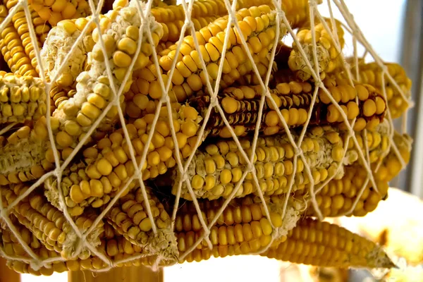 Повішені сухі органічні кукурудзи — стокове фото