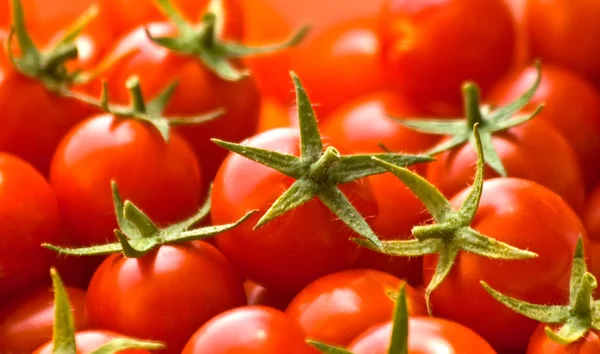 Taze toplanmış kiraz domatesleri — Stok fotoğraf