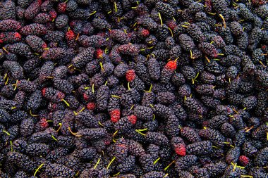 Fresh Organic Black Mulberry clipart