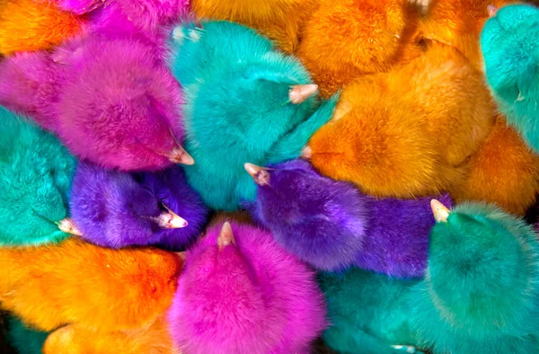 Coloridos polluelos como fondo —  Fotos de Stock