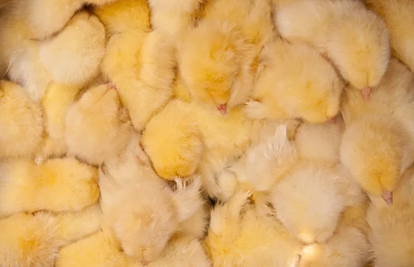 Huddled Chicks as Background — Stock Photo, Image