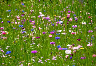 Field Of Flowers clipart