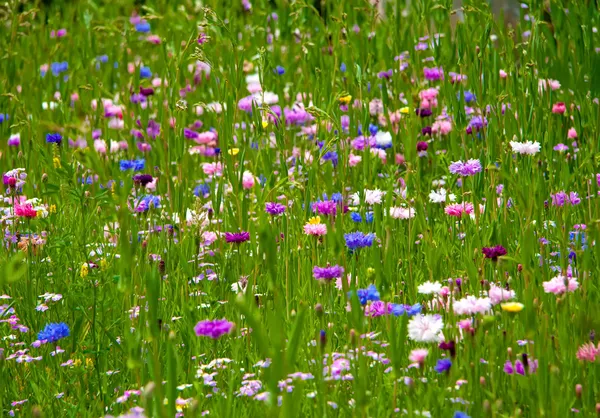 Field Of Flowers — Stock Photo, Image