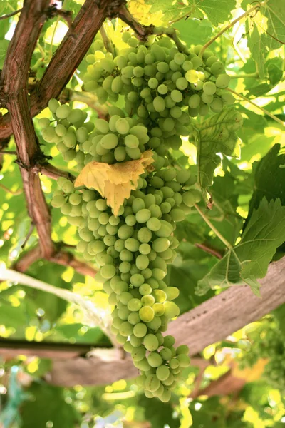A Bunch Of White Grapes — Stock Photo, Image