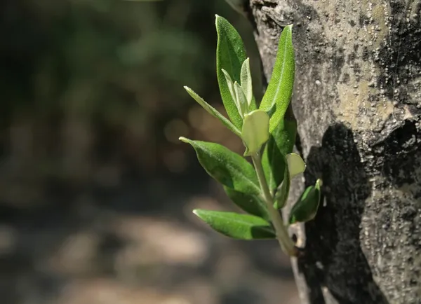 Mediterraner Olivenbaum sprießt — Stockfoto