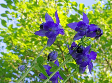 güneşli bir günde Menekşe bellflower yakın çekim