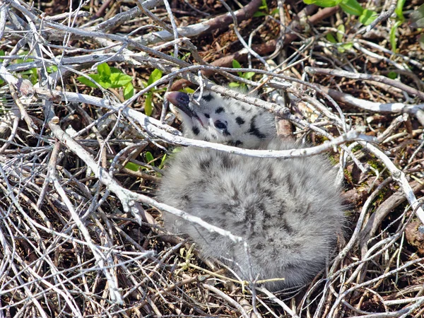 Seagull genesteld gecamoufleerd onder de takjes in het nest — Stockfoto