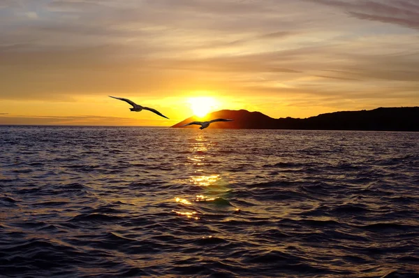 stock image Two birds and colorful sunset on the White Sea