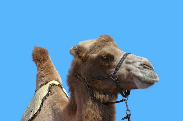 Верблюд з упряжкою на фоні блакитного неба — стокове фото