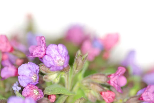 Fioletowe kwiaty — Zdjęcie stockowe