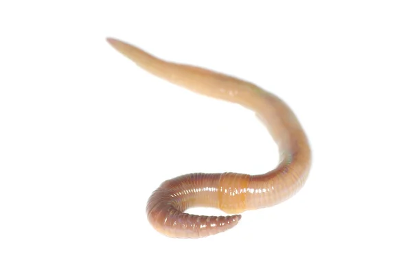 Gusano blancoAardworm op wit — Stockfoto