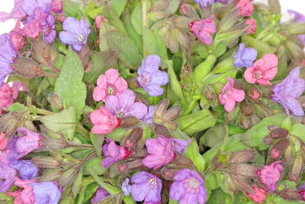 Flori violete — Fotografie, imagine de stoc