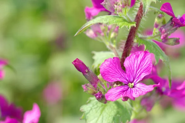 Primavera flores violetas — Foto de Stock