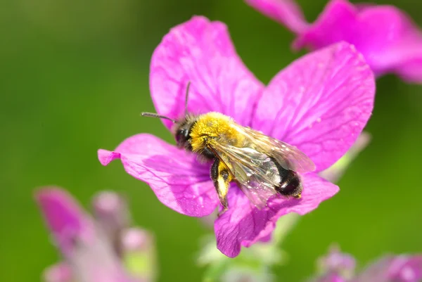 Flores com abelha — Fotografia de Stock