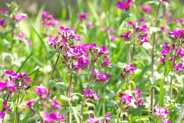 Kwiaty na pole — Zdjęcie stockowe