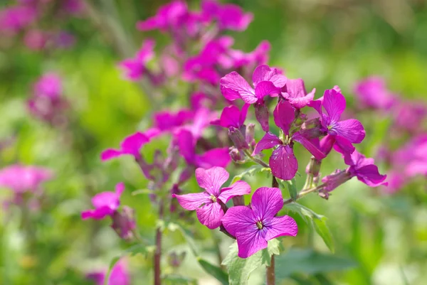 Jarní fialové květiny — Stock fotografie