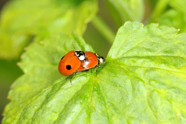 Coccinelle rouge — Photo