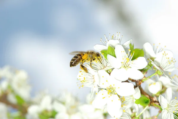 Fleur et abeille — Photo