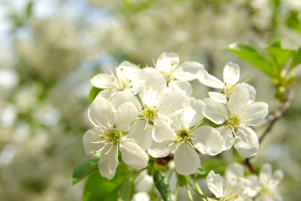 White flowers — Stock Photo, Image