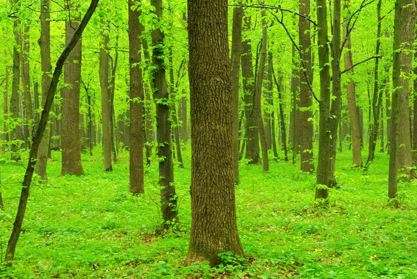 Grüne Bäume — Stockfoto