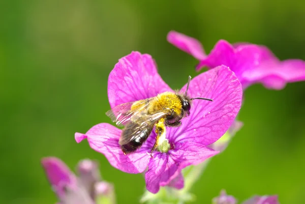 Flores con abeja — Foto de Stock