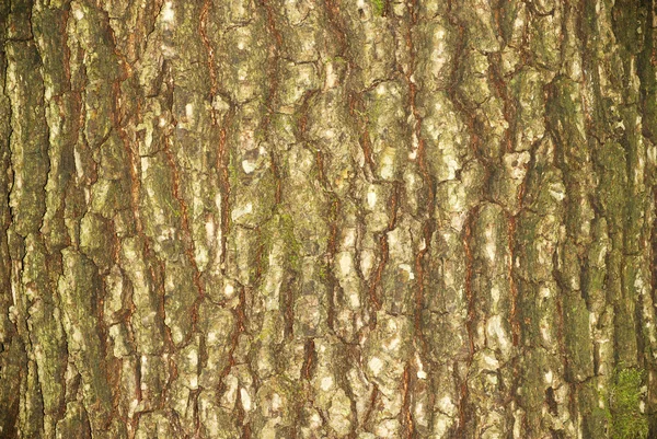 樹皮のテクスチャー — ストック写真