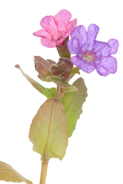 紫罗兰花 — 图库照片