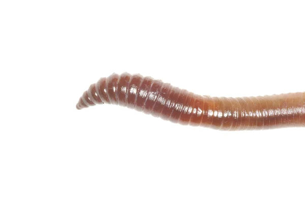 Worm on white — Stock Photo, Image
