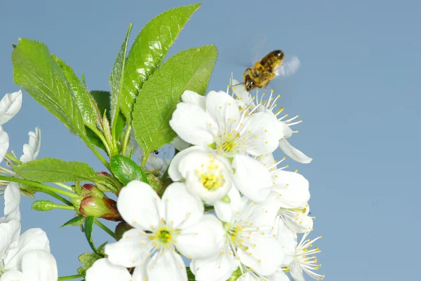 Blomma och bee — Stockfoto
