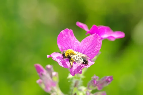 蜜蜂与花 — 图库照片