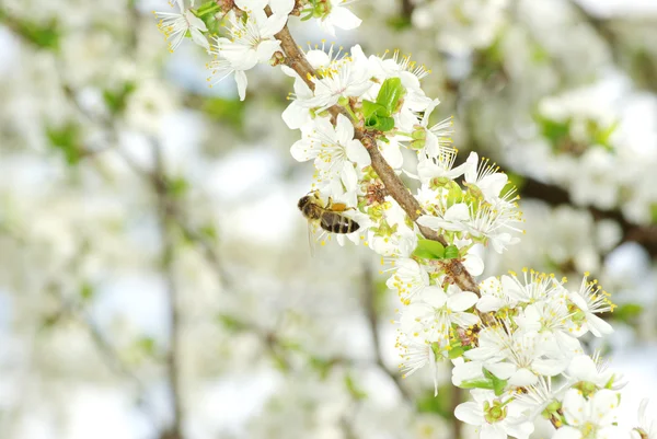 Blume und Biene — Stockfoto